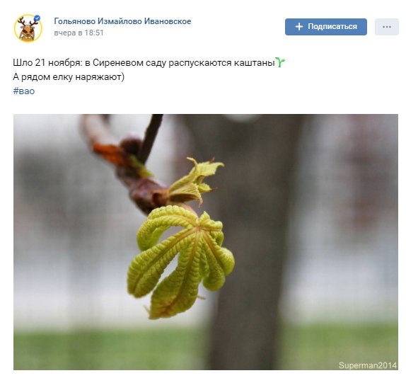 В Сиреневом саду на каштанах появились свежие листья