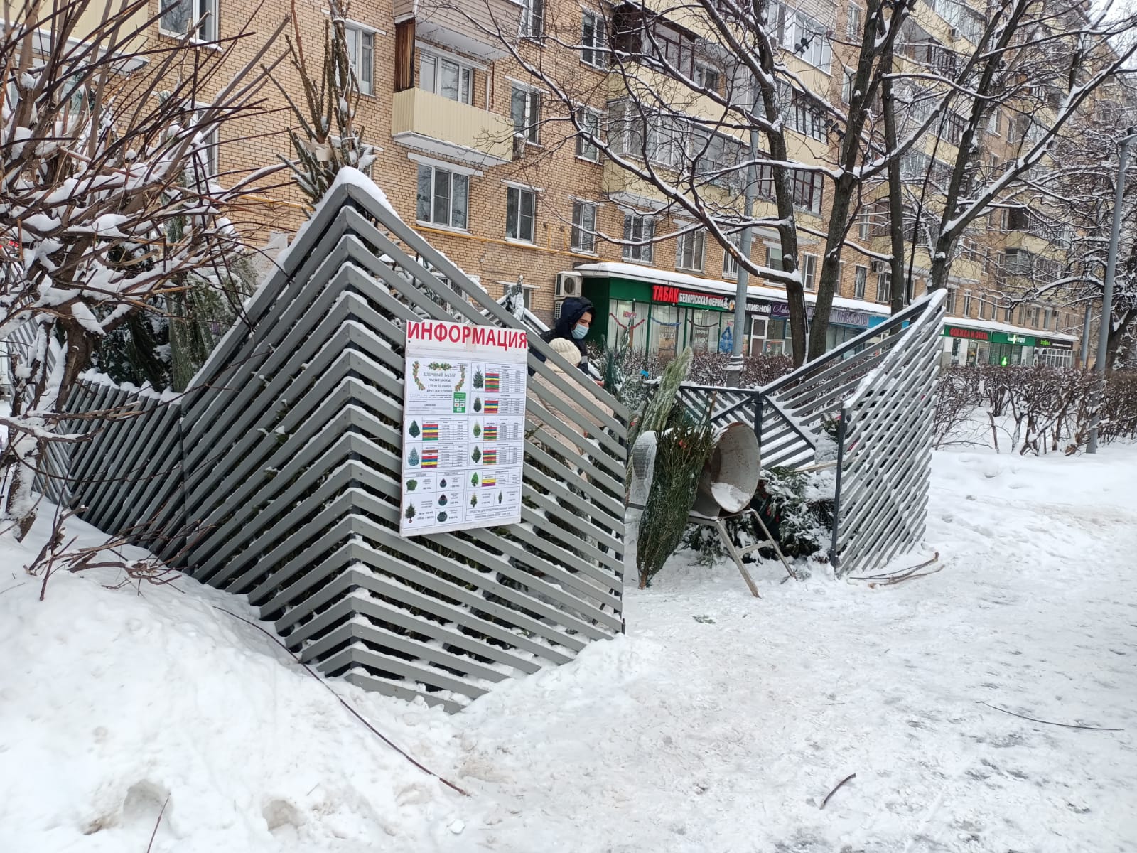 Елочный базар с живыми деревьями открылся на Сиреневом бульваре